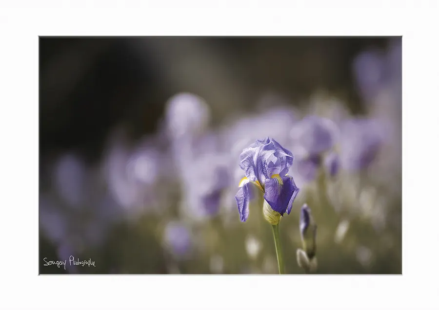 Iris germanica - Photographie de l'iris germanica dans le Jura par Songery