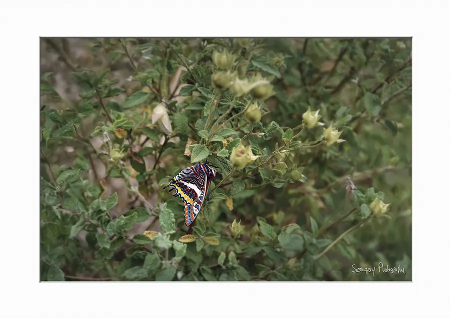 Charaxes jasius - Photographie du papillon Charaxes jasius dans le Var par Songery