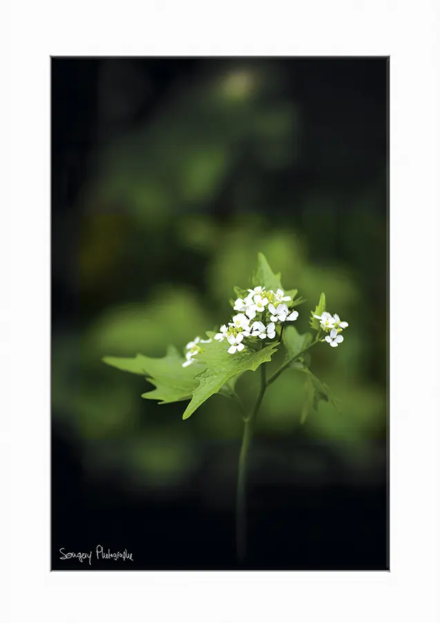 Alliaire - Photographie de l'alliaire dans le Jura par Songery