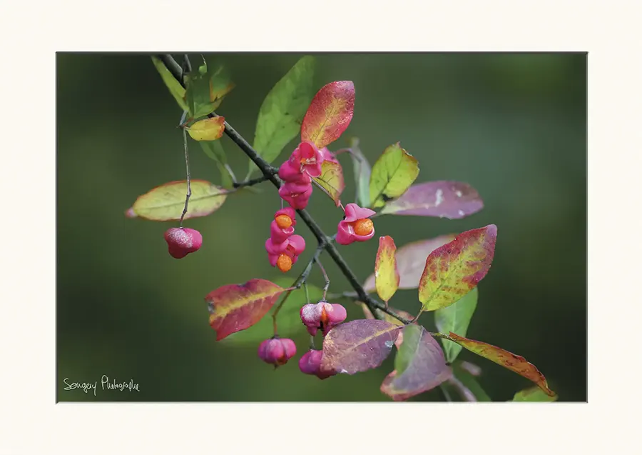 Fusain - Photographie d'un arbre fusain dans le Jura par Songery Photographe