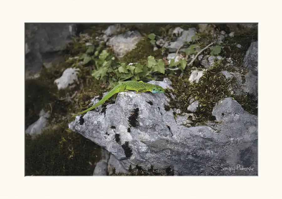 Lacerta bilineata - Photographie du grand lézard vert dans l'Ain par Songery Photographe