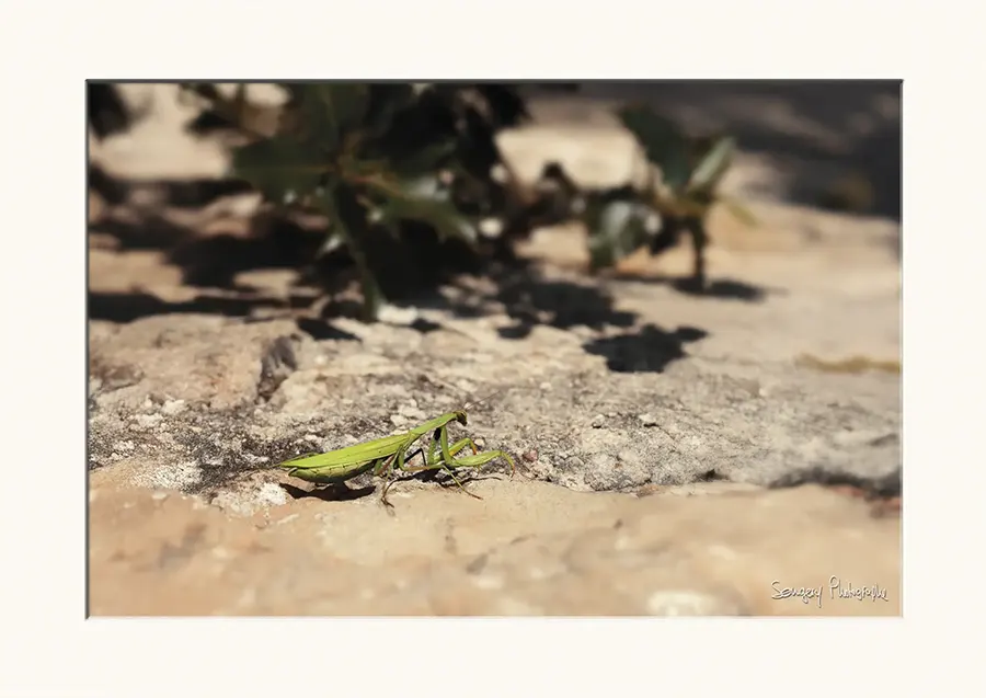 Mantis religiosa - Photographie d'une mante religieuse dans l'Ain par Songery Photographe
