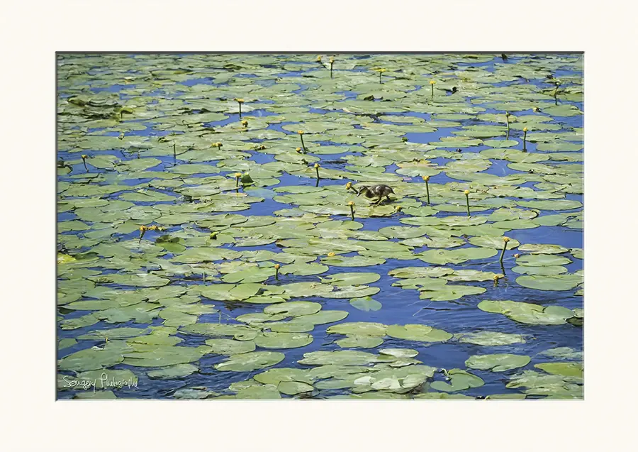 Marcher sur l'eau - Photographie d'un canard sur un nénuphar dans le Jura par Songery Photographe