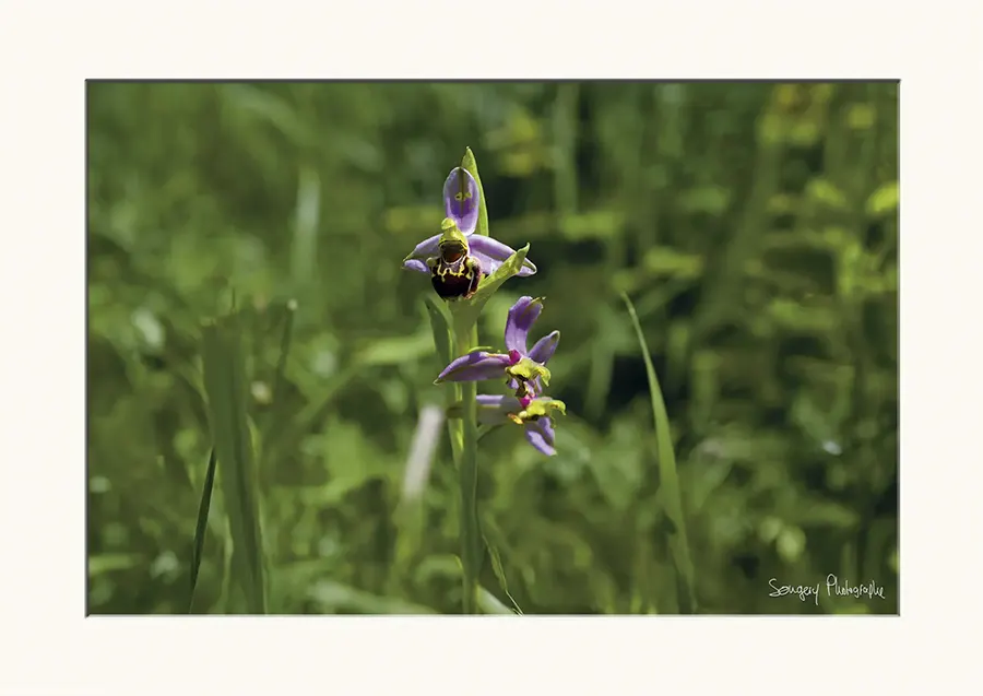 Ophrys bourdon - Photographie de l'orchidée Ophrys bourdon dans le Jura par Songery Photographe