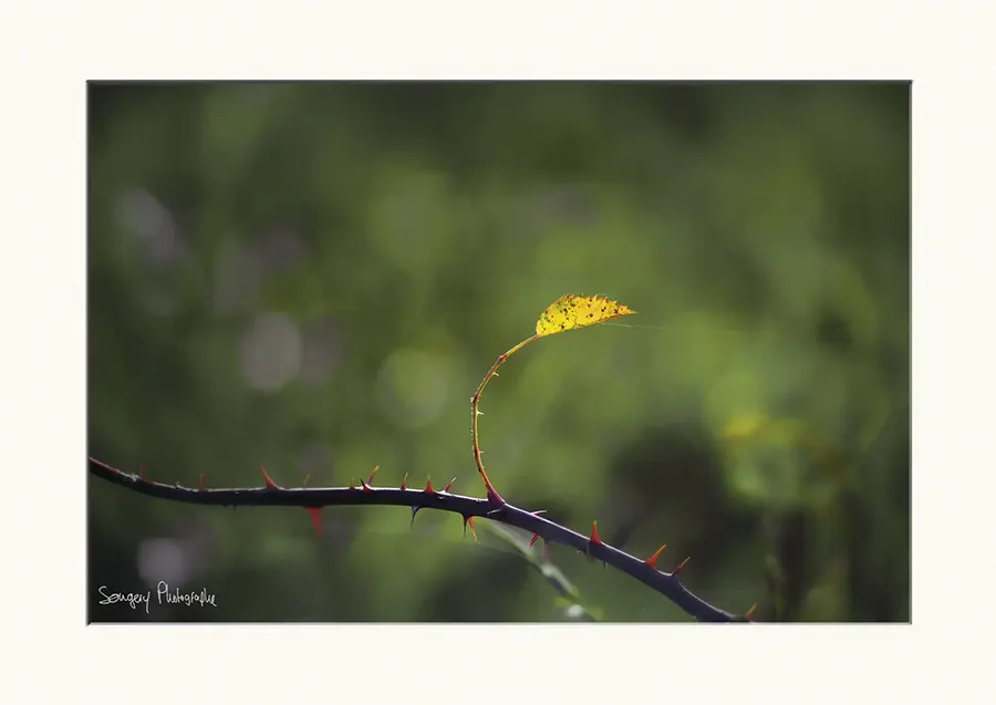 Rosa canina - Photographie de la feuille de rosa canina dans le Jura par Songery Photographe