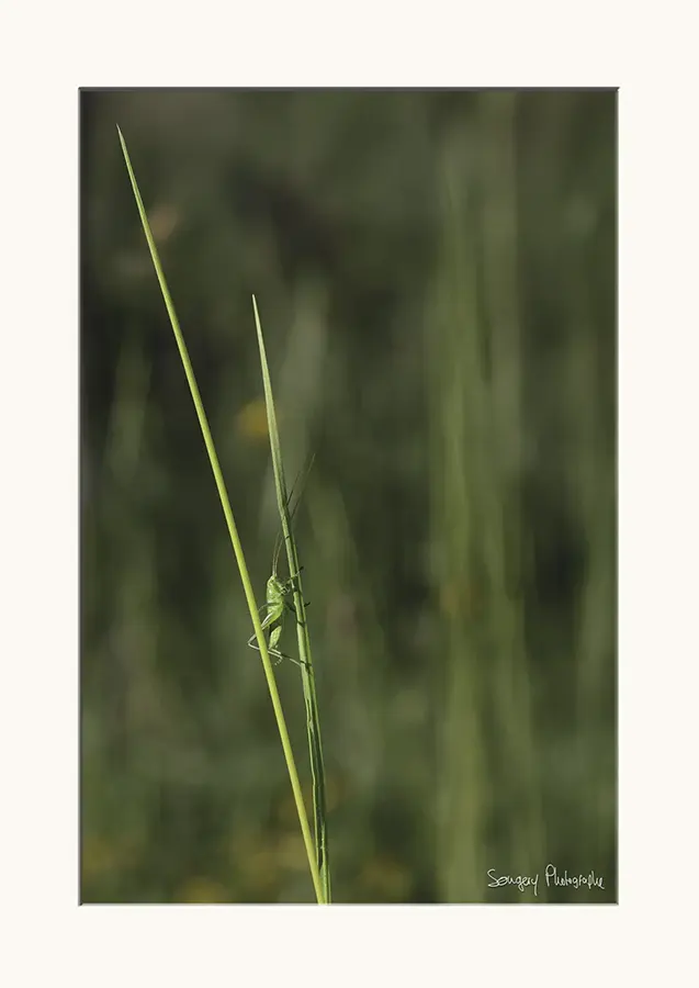 Tettigonia viridissima - Photographie d'une sauterelle Tettigonia viridissima dans le Jura par Songery Photographe