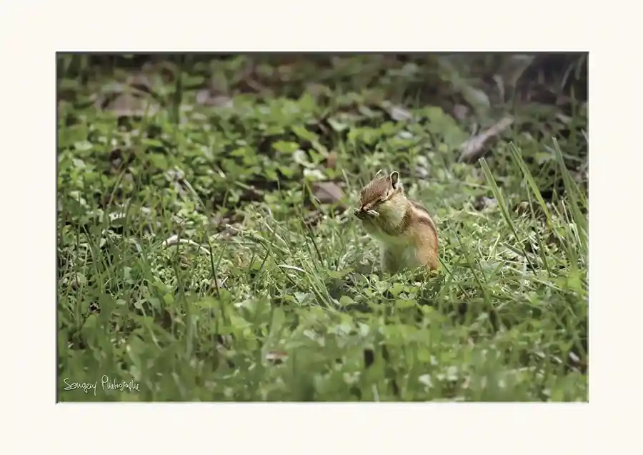 Ecureuil - Photographie d'un écureuil en Suisse par Songery Photographe
