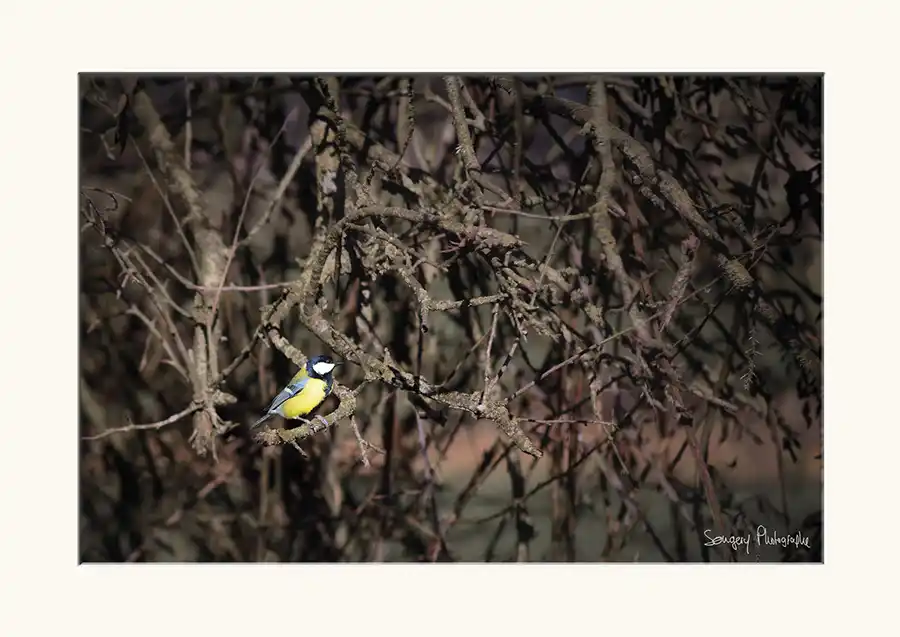 Mésange - Photographie d'une mésange dans le Jura par Songery Photographe