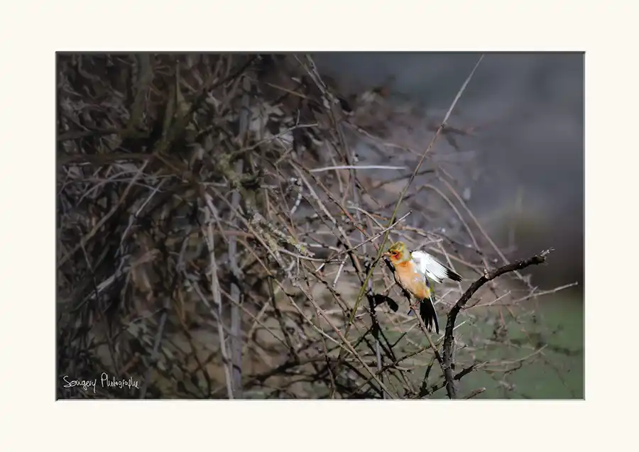 Pinson - Photographie d'un pinson dans le Jura par Songery Photographe