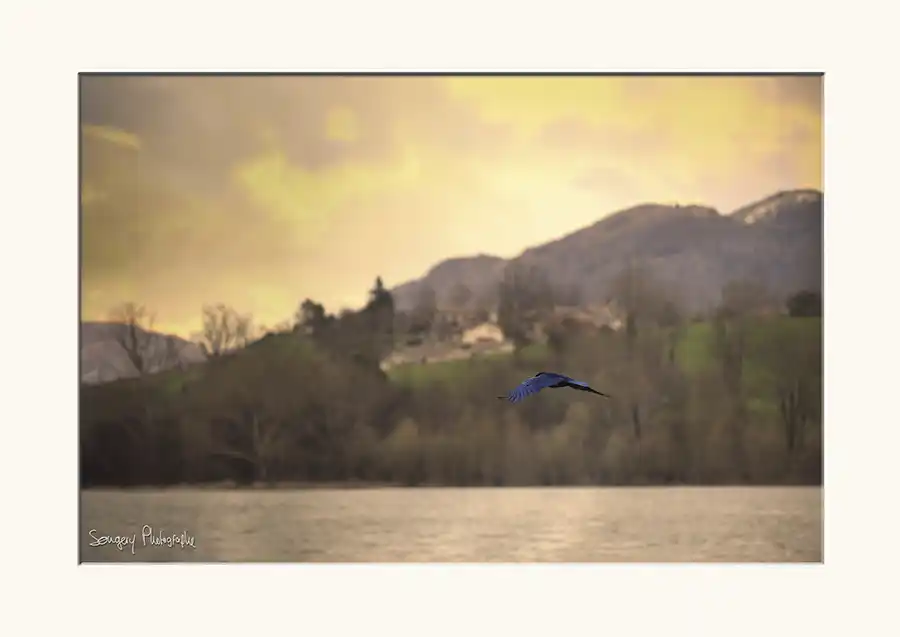 Corvus - Photographie d'une corneille en vol dans l'Ain par Songery Photographe
